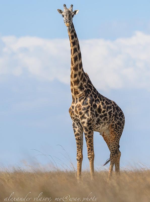 виден масайский жираф